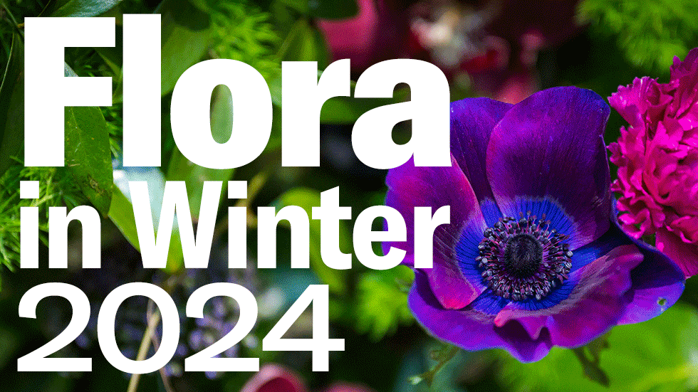 Flora in Winter